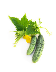 Fresh young cucumber with leaves and flowers isolated on white