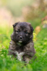 Puppy breed Alabai