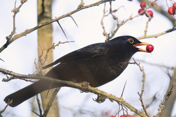 Amsel mit Beere im Schnabel