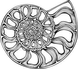 Fossil ammonite. Twisted ancient ammonite shell in vintage hand drawn style. Vector black sketch doodle illustration isolated on white. Archeology and paleontology design