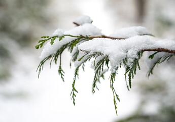 Closeup view of snow on evergreen branch