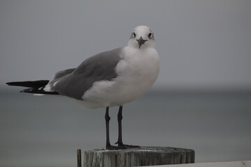 Obraz premium seagulls on beach