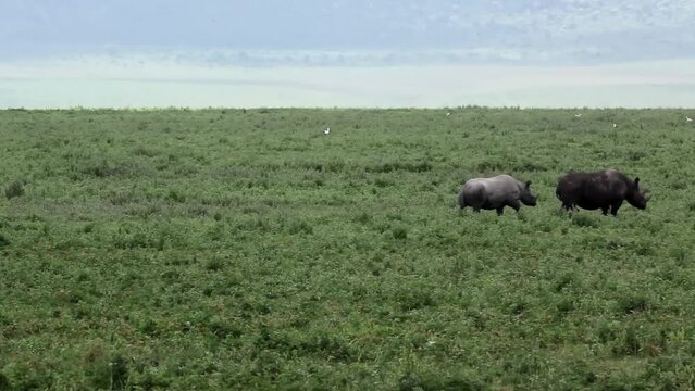 Black rhinoceros couple in green field, Tanzania
Long wide shot from Tanzania of Black rhinoceros walking in field, 2022
