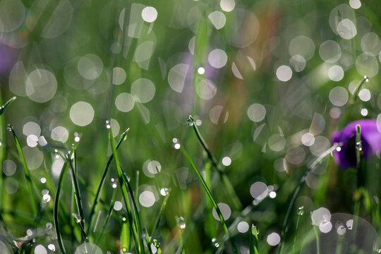 High angle view of water drops on grasses during sunny day