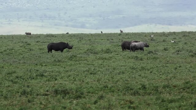 Black rhinoceros in green field, Tanzania
Long wide shot from Tanzania of Black rhinoceros walking in field, 2022
