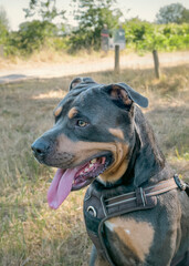 Dog - American Stafford. black color. Portrait in nature