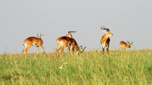 kob (Kobus kob) group in field, Uganda
kob (Kobus kob) herd in field on sunny day, Uganda, 2022
