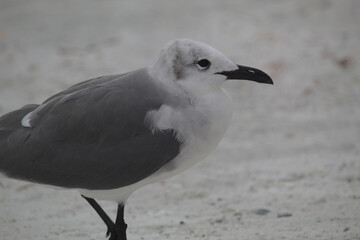 seagulls on beach