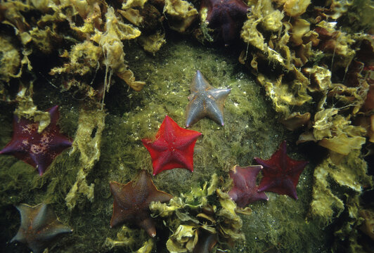 Starfish near British Columbia, Canada.