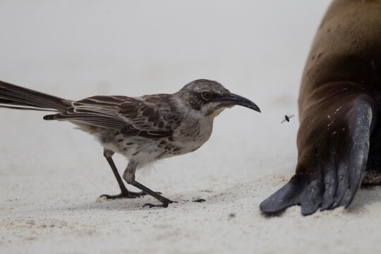 An Espanola mockingbird is pushed away by the flipper of a sea lion on the beach at  Espanola Island, Galapagos Islands, Ecuador.