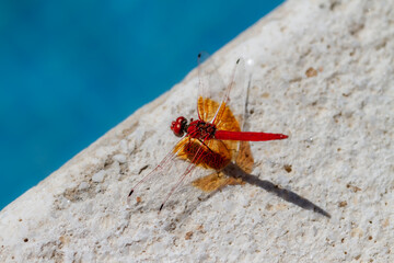 Orange-winged Dropwing, Trithemis kirbyi perched on a white stone - Powered by Adobe