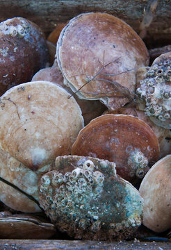Scallops in shells