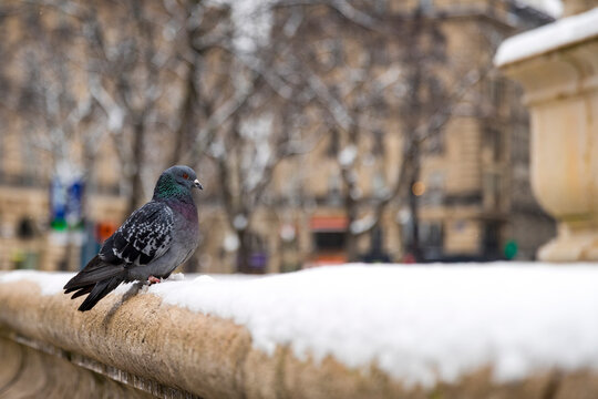 Pigeon perching on ledge in winter, Paris, France
