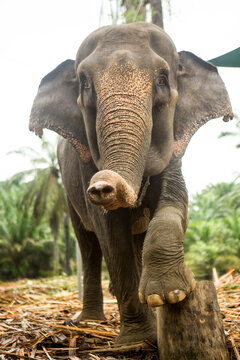 Portrait of Sumatran elephant (Elephas maximus sumatranus)