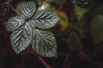 Closeup of wet blackberry plant leafs
