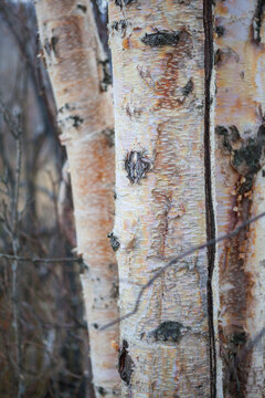 Detail of paper birch (Betula papyrifera) bark, Mirror Lake State Wayside Park, Chugiak, Alaska.