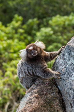 Common-marmoset (Callithrix jacchus) hanging on a rock in the Sugar Loaf Mountain in Rio de Janeiro, Brazil
