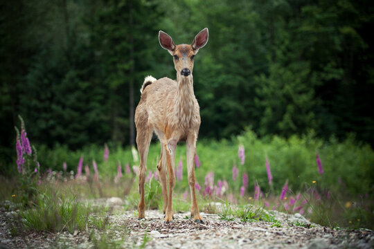 Baby Black-tailed Deer stands in a clearing.