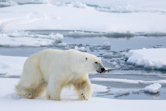 fast-walking bear, Ursus Maritimus, Spitzbergen, Svalbard