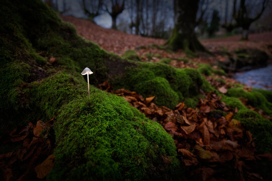 A Mushroom Growing In Beech Forest Of Gorbea Natural Park