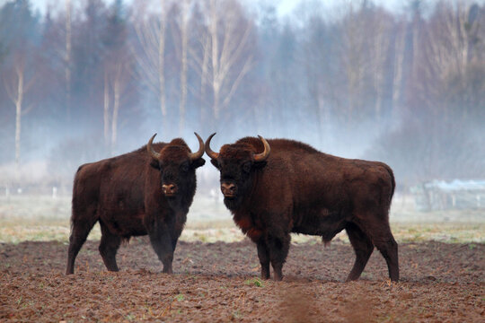 Bison (Bison bonasus) in Bialowieza National Park - Poland