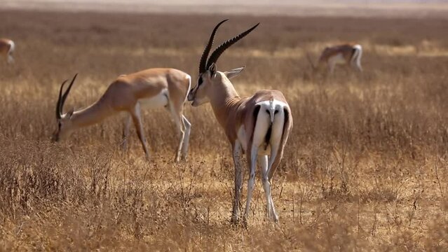 Grant's gazelle feeding in grassland, Tanzania, 2022
Beautiful shot from Tanzania Grant's gazelle bash head, 2022 
