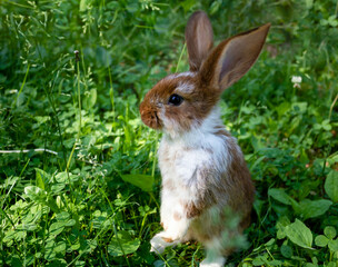 A homely little brown rabbit hides in the green grass on a bright sunny summer day