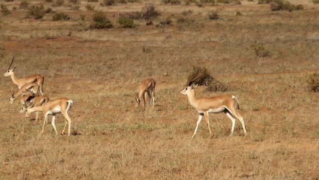 Grant's gazelle courtship and trying to mate with female, Tanzania
Beautiful shot from Tanzania Grant's gazelle bash head, 2022 
