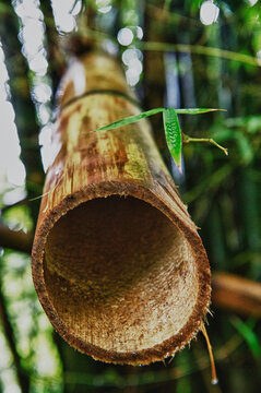 Bamboo cross section at El Yunque Rainforest near Fajardo, Puerto Rico