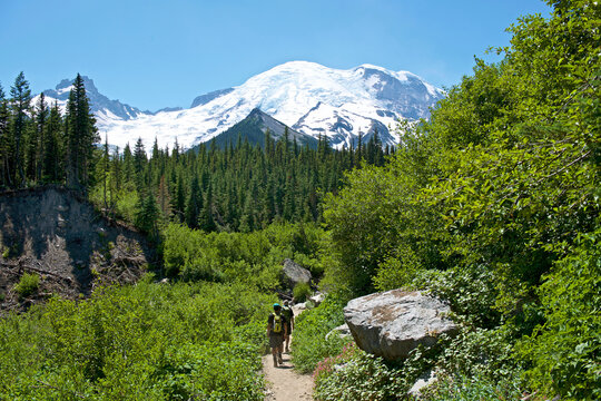 Hikers walking towards Inter Glacier of Mount Rainier, Glacier Basin Trail, Mount Rainier National Park, Washington State, USA