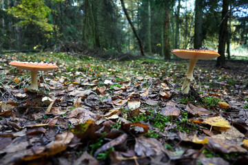 details of lamellar, inedible fungus among moss and fallen leaves in a forest during autumn