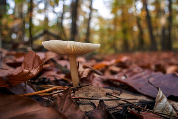 details of lamellar, inedible fungus among moss and fallen leaves in a forest during autumn