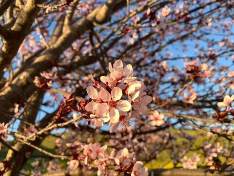 Closeup of a branch of blossoming cherry with beautiful and delicate flowers under sunlight