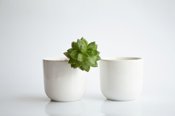 suculenta, maceta, planta