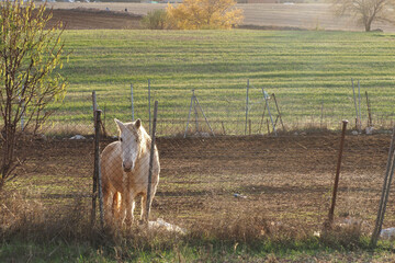Horse on the farm 