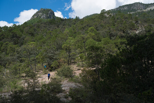 Person jogging on forested hill of Rancho Santa Elena, Hidalgo, Mexico