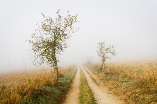Trees line a road disappearing into the distance through the mist on the Camino de Santiago between Sarria and Portomarin, Galic