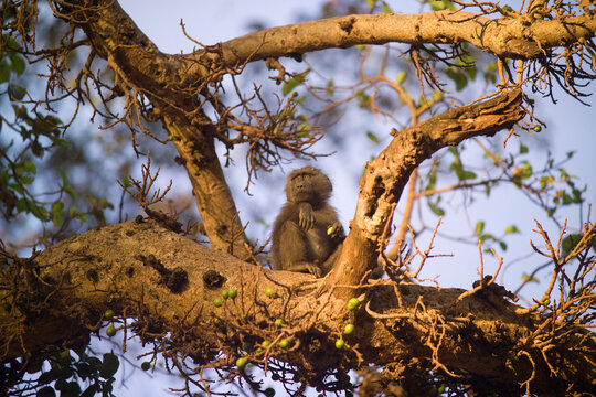 A baboon watches the sun rise from a tree branch near Lake Manyara, Tanzania.