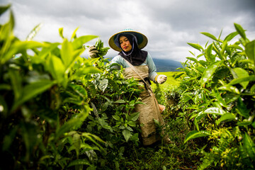 A woman harvests tea leaves at a tea plantation in the Kerinci Valley of Sumatra, Indonesia. This valley is one of the world's leading producers of tea.