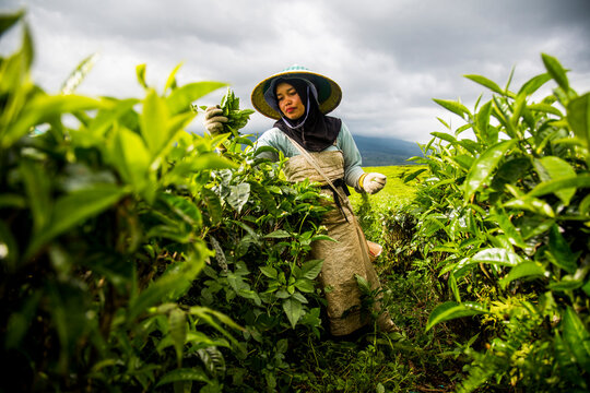 A woman harvests tea leaves at a tea plantation in the Kerinci Valley of Sumatra, Indonesia. This valley is one of the world's leading producers of tea.