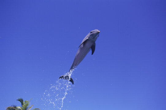 A trained dolphin jumps high in the air above a palm tree, Bahamas.