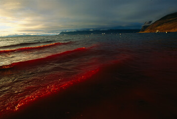 Water runs red with the blood of a freshly killed Narwahl