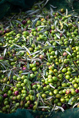 Olive