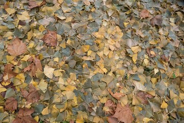fallen leaves on the ground in the autumn
