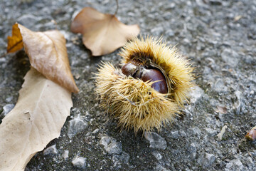 pine cones and chestnuts picked in the park