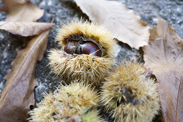 pine cones and chestnuts picked in the park