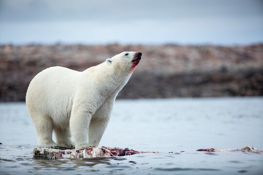 Polar Bears Feeding on Harbour Islands, Hudson Bay, Nunavut, Canada
