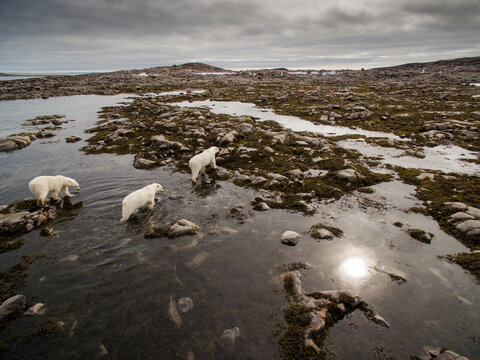 Polar Bear and Cubs along Repulse Bay, Nunavut, Canada
