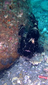 Vertical video of Giant frogfish (Antennarius commerson) black