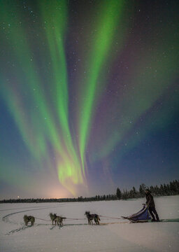 Dogsledding under an aurora borealis near Kiruna, Sweden